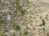 Cryptostegia grandiflora on the roadside (Photo: Geoffrey Howard)